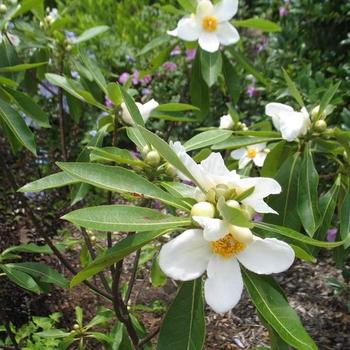 Gordlinia grandiflora - Sweet Tea