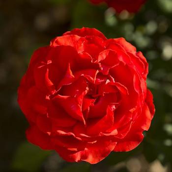 Rosa 'True Passion' - True Passion Hybrid Tea Rose