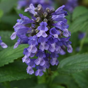 Nepeta subsessilis Prelude™ 'Blue' - Prelude™ Blue Catmint