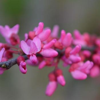 Cercis canadensis ''Appalacian Red'' - Eastern Redbud