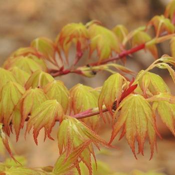 Acer palmatum ''Katsura'' - Japanese Maple