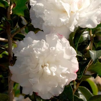 Camellia sasanqua - October Magic® Snow™