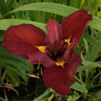 Iris Louisiana 'Ann Chowning' - Louisiana Iris