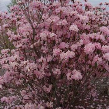 Rhododendron mucronulatum 'Cornell Pink' - Cornell Pink Azalea