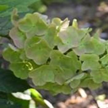 Hydrangea quercifolia 'Queen of Hearts' - Oak Leaf Hydrangea