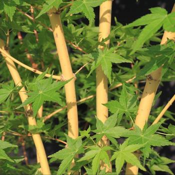 Acer palmatum 'Bihou' - Yellow Coral Bark Maple