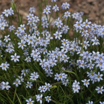 Sisyrinchium angustifolium 'Suwanee' - Blue-Eyed Grass
