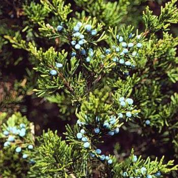Juniperus virginiana 'Emerald Sentinal' - Eastern Red Cedar