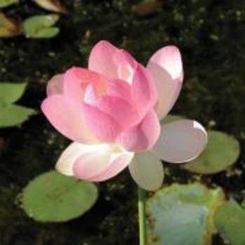 Lotus 'Hindu' - Lotus