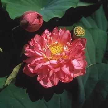 Lotus 'Momo Botan' - Lotus
