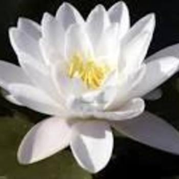 Lotus 'Alba' - Common Name