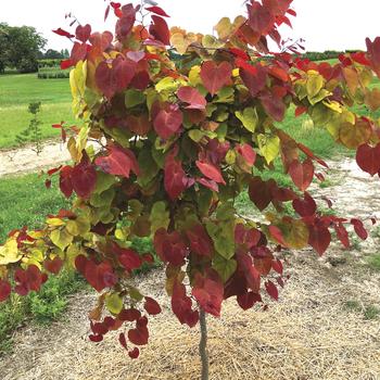 Cercis canadensis 'Flame Thrower' - Flame Thrower