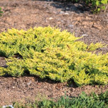 Juniperus conferta 'Golden Pacific' - Golden Pacific Juniper