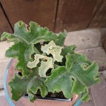 Kalanchoe beharensis 'Maltese Cross' - Velvet Leaf Plant