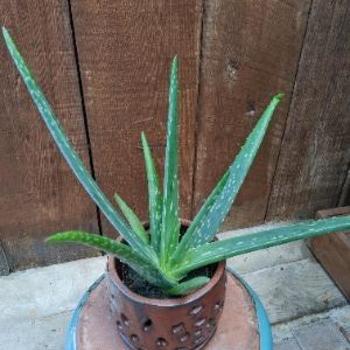 Aloe vera - Aloe Plant
