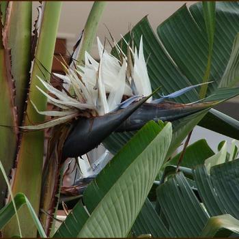 Strelitzia nicolai - White Bird of Paradise