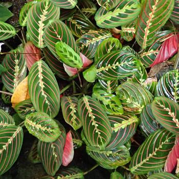 Maranta leuconeura 'Erythroneura' - Prayer Plant