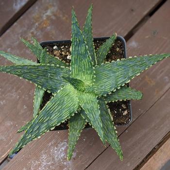 Aloe hybrid - Tabletop Aloe