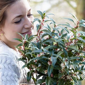 Sarcococca 'Fragrant Valley' - Sweet Box