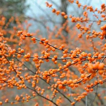 Ilex verticillata 'Winter Gold' - Winter Gold Winterberry Holly