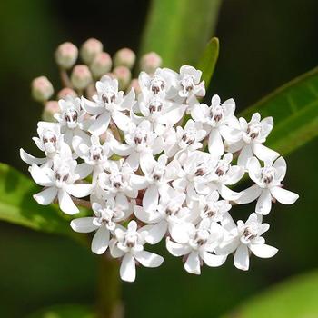 Asclepias perennis - White Swamp Milkweed or Aquatic Milkweed