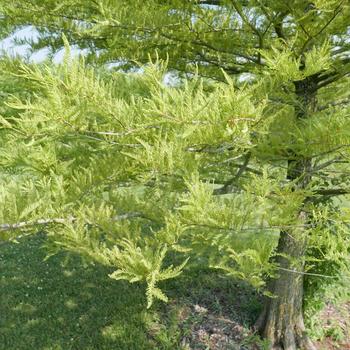 Taxodium distichum - Bald Cypress