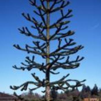 Araucaria araucana - Monkey Puzzle Tree