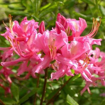 Rhododendron periclymenoides 'Pixterbloom' - Pixterbloom Azalea