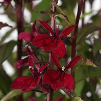 Lobelia Starship™ Burgundy - Cardinal Flower Starship™ Burgundy