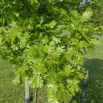 Quercus shumardii - Shumard Oak
