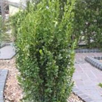 Buxus sempervirens 'Jade Pillar' - Boxwood