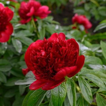 Paeonia - 'Red Charm'