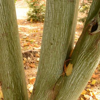 Acer pennsylvanicum - Striped Maple