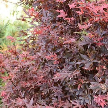 Acer palmatum 'Twombley's Red Sentinel' - Japanese Maple
