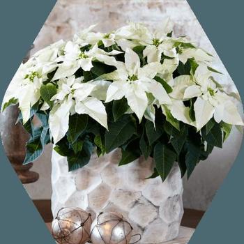 Euphorbia pulcherrima - Princettia Pure White