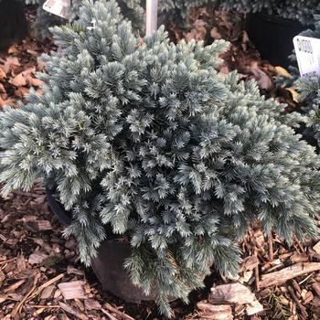 Juniperus squamata 'Blue Star' - Blue Star Juniper