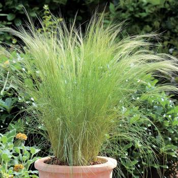 Stipa tenuissima (aka Nassella) - Feather Grass