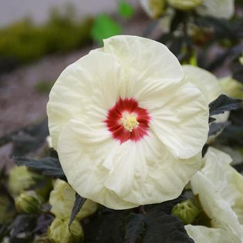 Hibiscus hybrid - Summerific® 'French Vanilla'