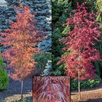 Acer palmatum 'Pung kil' - Japanese Maple