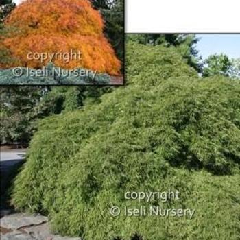 Acer palmatum dissectum ''Viridis'' - Cutleaf Japanese Maple
