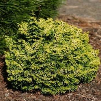 Chamaecyparis obtusa ''Butter Ball'' - Hinoki False Cypress