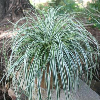 Carex 'Everest' - EverColor® 'Everest'