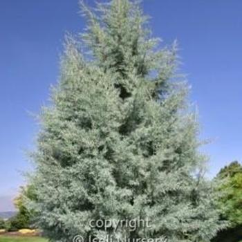 Cupressus arizonica 'Blue Pyramid' - Arizona Cypress