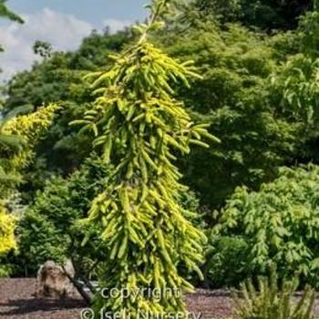 Picea abies 'Gold Drift' - Norway Spruce