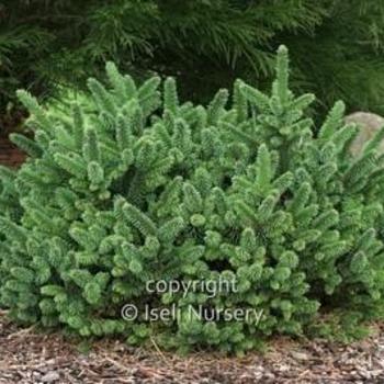 Picea abies 'Motala' - Norway Spruce