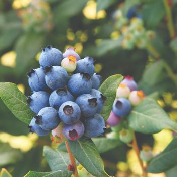 Blueberry - Bushel and Berry™ Perpetua™ Blueberry