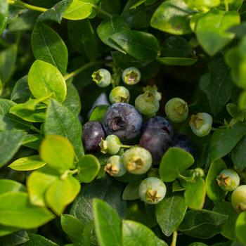 Vaccinium (Blueberry) - Bushel and Berry® Southern Bluebelle™