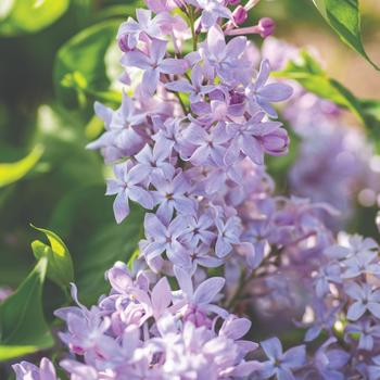 Syringa vulgaris - 'New Age Lavender' Lilac