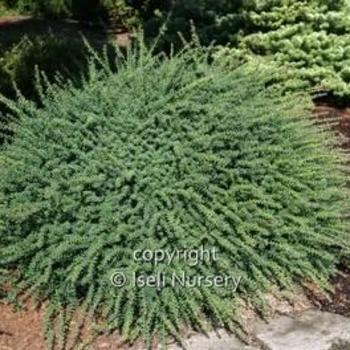 Podocarpus lawrencei 'Blue Gem' - Plum Pine
