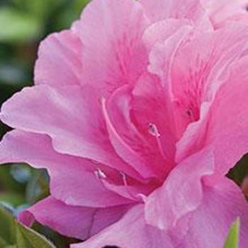 Rhododendron 'Autumn Carnation' - Encore Azalea